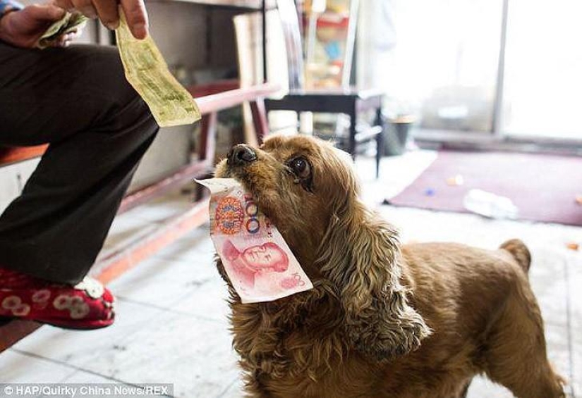 Cocker Spaniel who loves money Cocker Spaniel who loves money