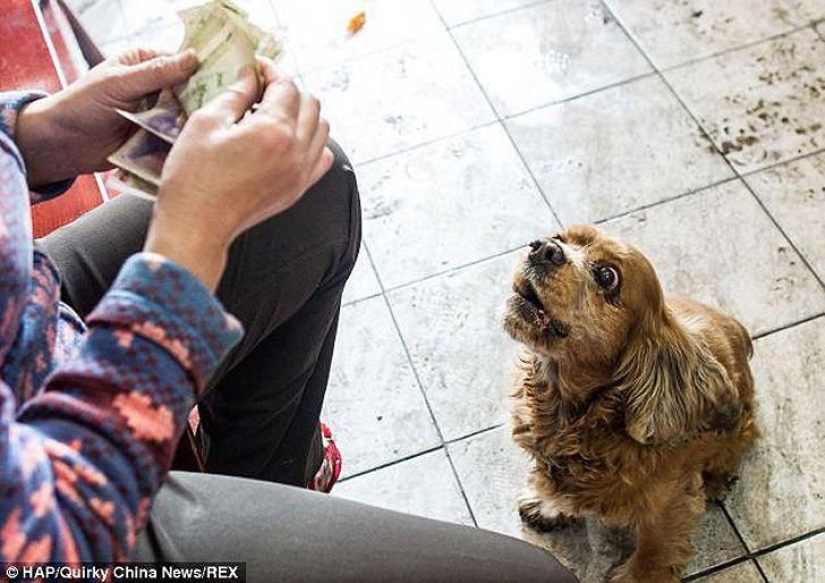 Cocker Spaniel who loves money Cocker Spaniel who loves money