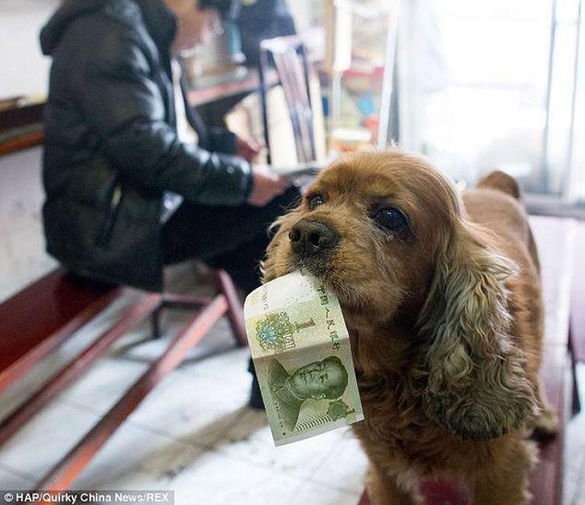 Cocker Spaniel who loves money Cocker Spaniel who loves money
