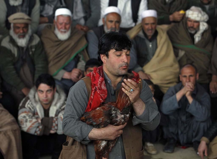 Cockfighting in Afghanistan