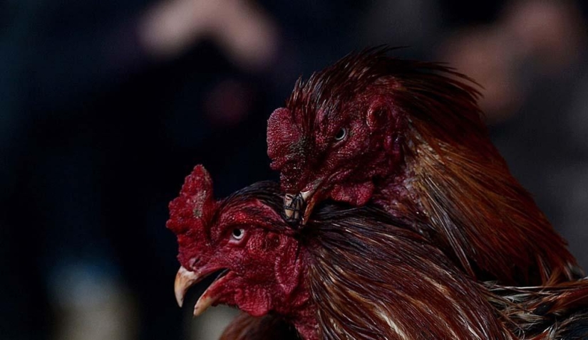 Cockfighting in Afghanistan