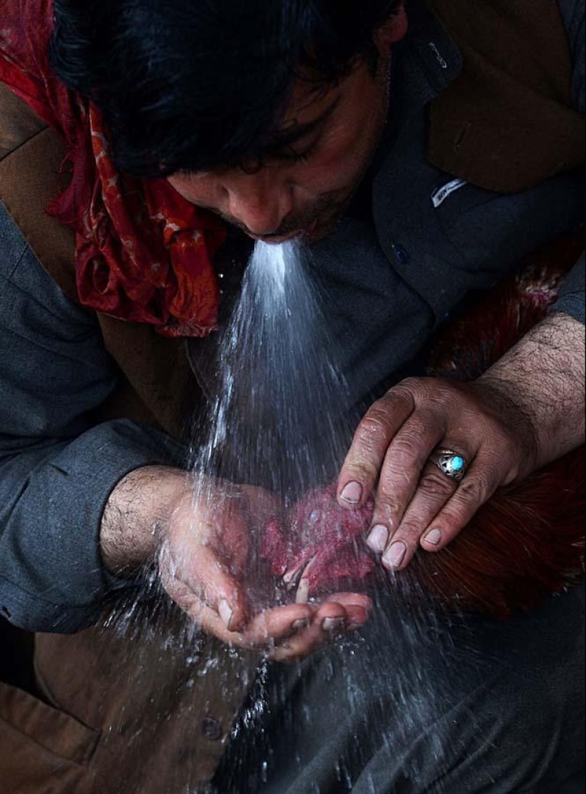 Cockfighting in Afghanistan
