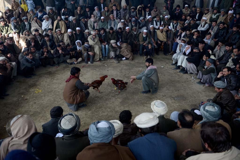 Cockfighting in Afghanistan
