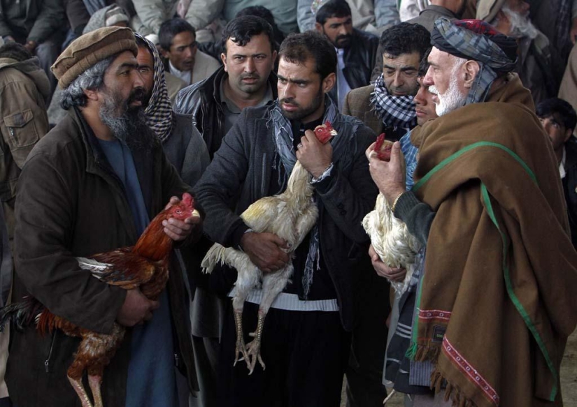 Cockfighting in Afghanistan