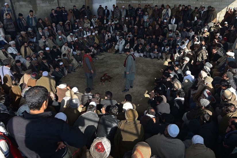 Cockfighting in Afghanistan