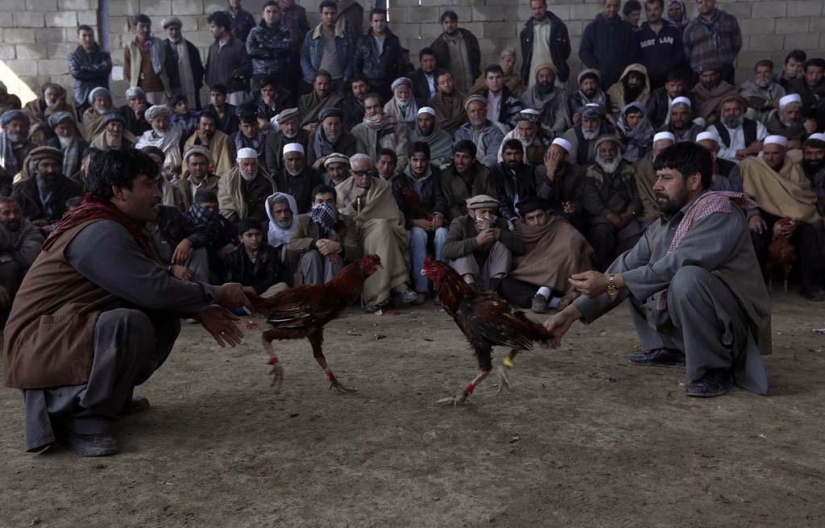 Cockfighting in Afghanistan