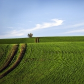 Colinas Esmeralda de Palouse