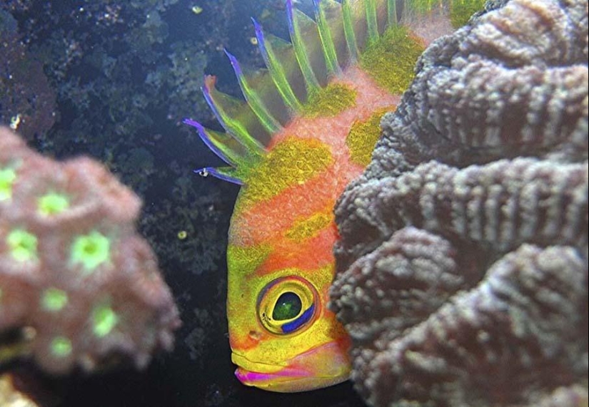 Colorful fish from the bottom of the ocean Colorful fish from the bottom of the ocean
