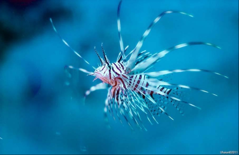 Colorful fish from the bottom of the ocean Colorful fish from the bottom of the ocean