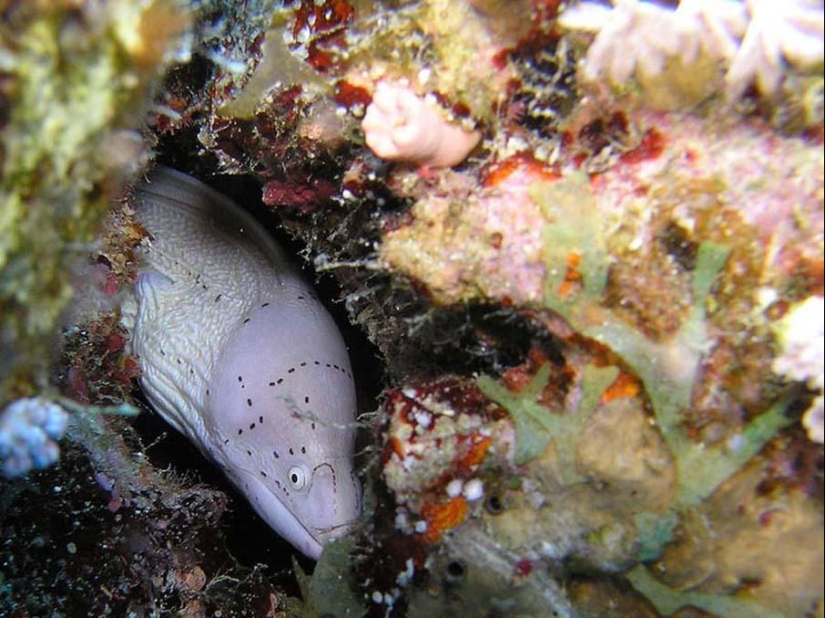 Colorful fish from the bottom of the ocean Colorful fish from the bottom of the ocean