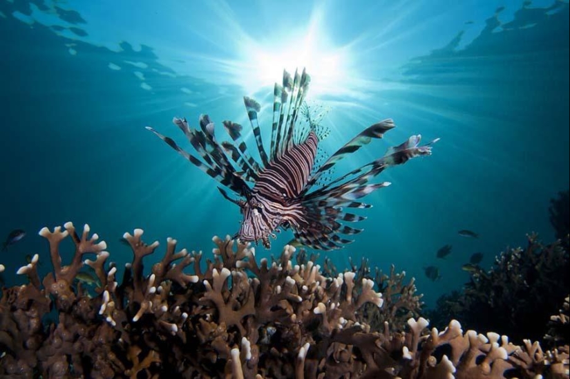 Colorful fish from the bottom of the ocean Colorful fish from the bottom of the ocean