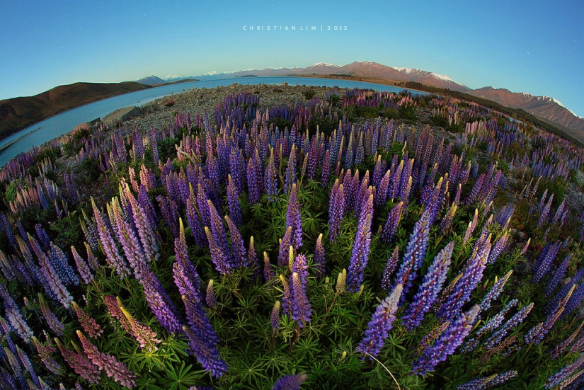 Colorful lupine bloom at Lake Tekapo