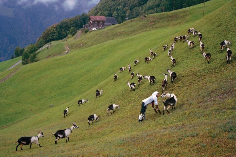Con quién serás guiado, de eso ganarás: ¿por qué el británico se convirtió en una cabra? Con quién serás guiado, de eso ganarás: ¿por qué el británico se convirtió en una cabra?