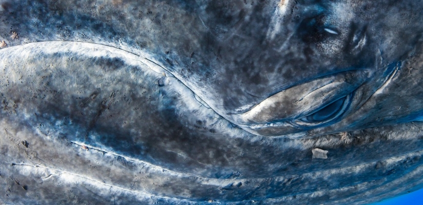 Concurso de fotografía de la revista Smithsonian (Parte 2)