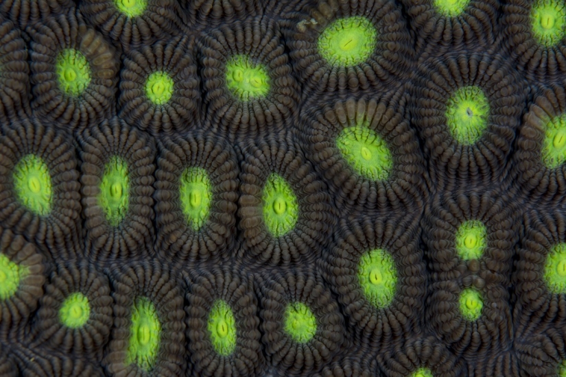 Concurso de fotografía de la revista Smithsonian (Parte 2)