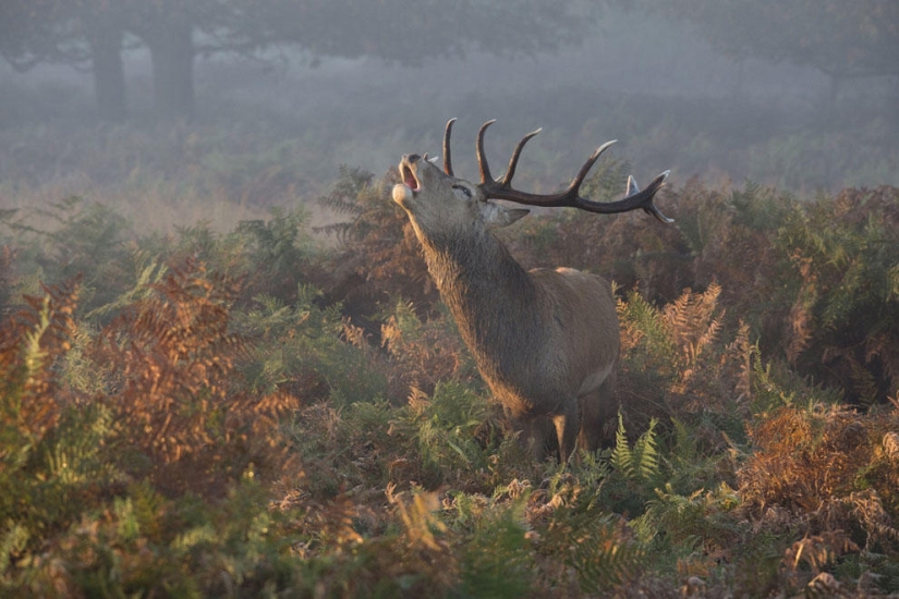 Concurso de fotografía de National Geographic 2013