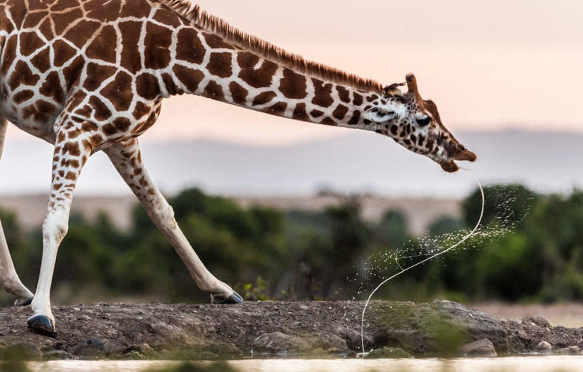 Concurso de fotografía de National Geographic 2013