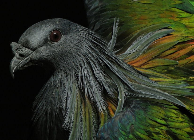 Concurso de fotografía de la revista Smithsonian (Parte 2)