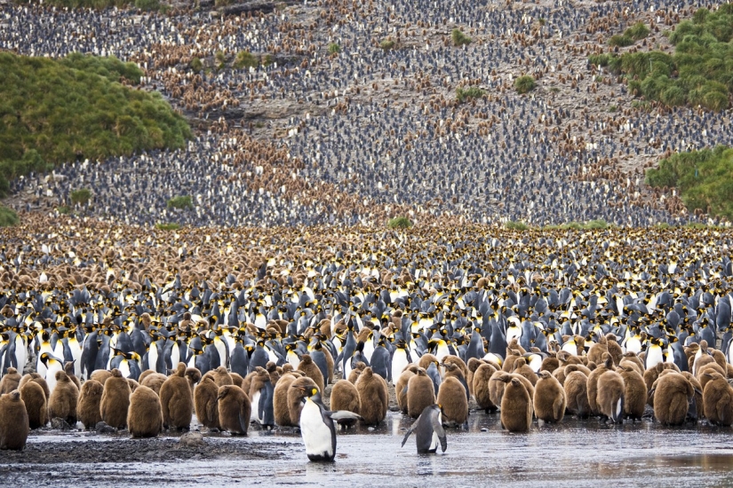 Concurso de fotografía de la revista Smithsonian (Parte 2)
