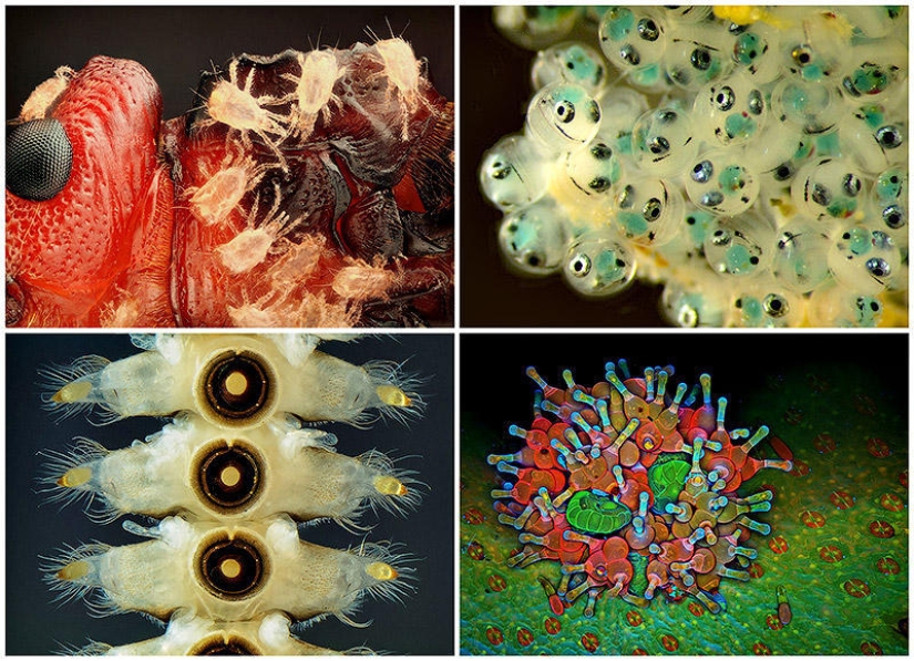 Concurso de fotomicrografía Nikon Small World 2023: 16 imágenes sorprendentes tomadas por científicos