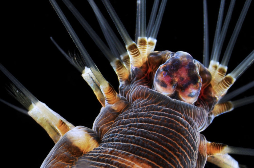 Concurso de fotomicrografía Nikon Small World 2023: 16 imágenes sorprendentes tomadas por científicos