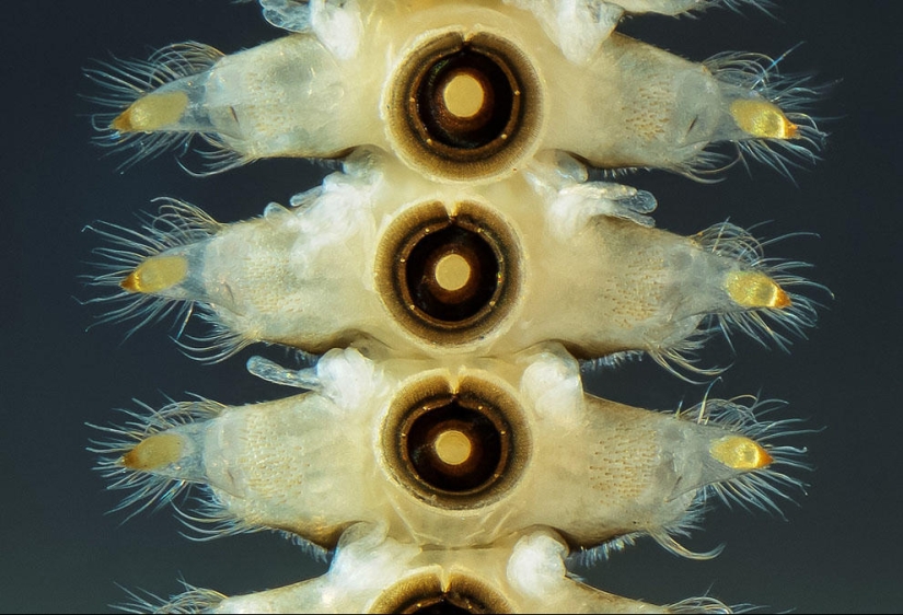 Concurso de fotomicrografía Nikon Small World 2023: 16 imágenes sorprendentes tomadas por científicos