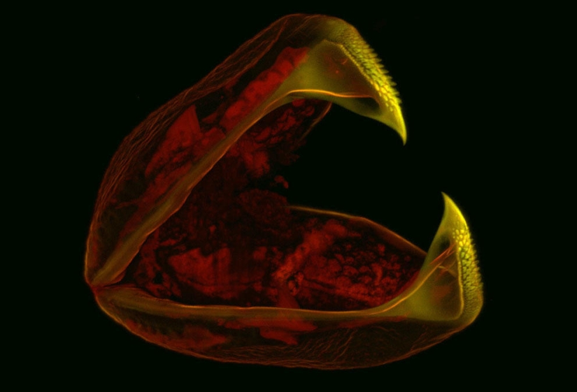 Concurso de fotomicrografía Nikon Small World 2023: 16 imágenes sorprendentes tomadas por científicos