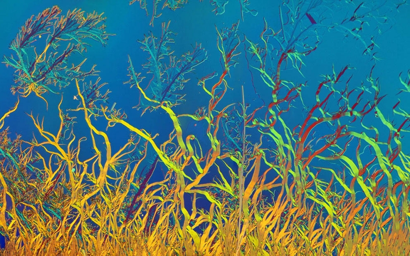 Concurso de fotomicrografía Nikon Small World 2023: 16 imágenes sorprendentes tomadas por científicos