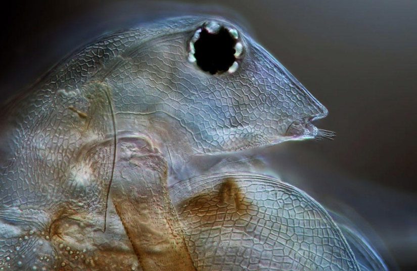 Concurso de fotomicrografía Nikon Small World 2023: 16 imágenes sorprendentes tomadas por científicos