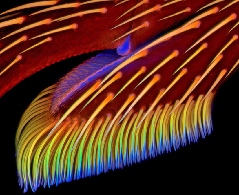 Concurso de fotomicrografía Nikon Small World 2013