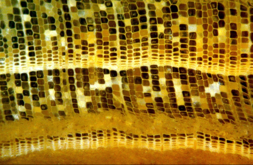 Concurso de fotomicrografía Nikon Small World 2013