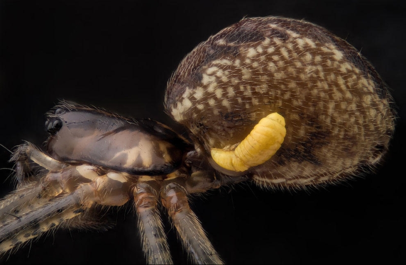 Concurso de fotomicrografía Nikon Small World 2013
