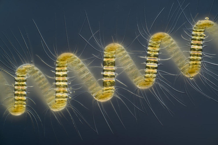 Concurso de fotomicrografía Nikon Small World 2023: 16 imágenes sorprendentes tomadas por científicos