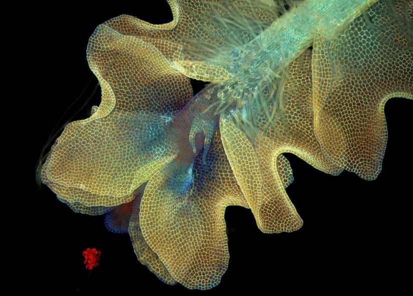 Concurso de fotomicrografía Nikon Small World 2013