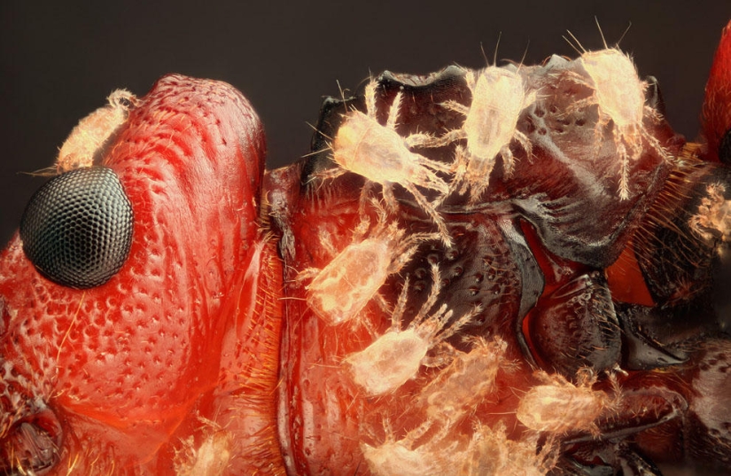 Concurso de fotomicrografía Nikon Small World 2013