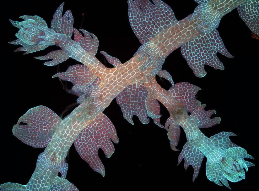 Concurso de fotomicrografía Nikon Small World 2013