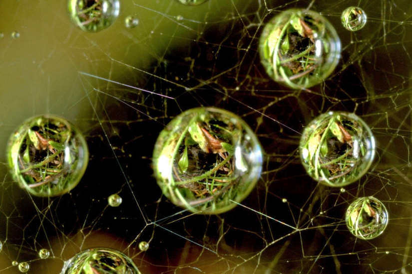 Concurso de fotomicrografía Nikon Small World 2013