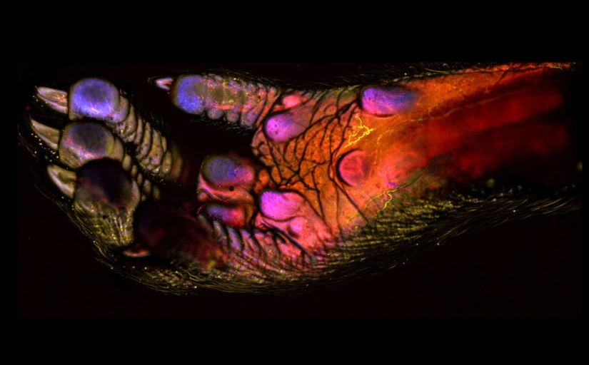 Concurso de fotomicrografía Nikon Small World 2023: 16 imágenes sorprendentes tomadas por científicos