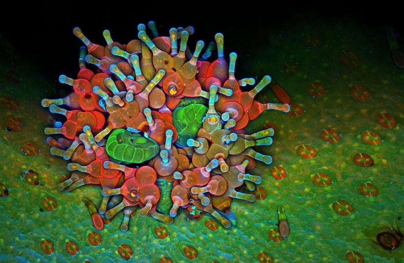 Concurso de fotomicrografía Nikon Small World 2013