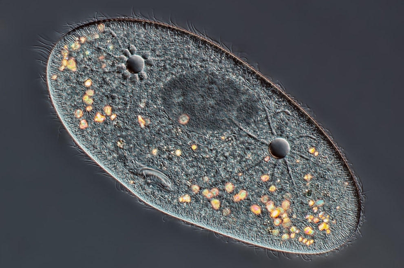 Concurso de fotomicrografía Nikon Small World 2013