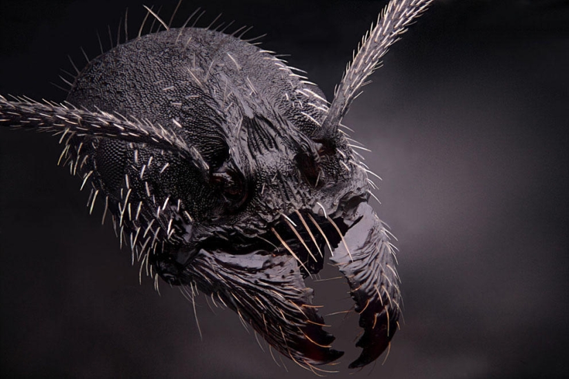 Concurso de fotomicrografía Nikon Small World 2023: 16 imágenes sorprendentes tomadas por científicos