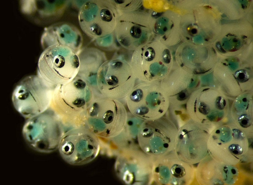 Concurso de fotomicrografía Nikon Small World 2023: 16 imágenes sorprendentes tomadas por científicos