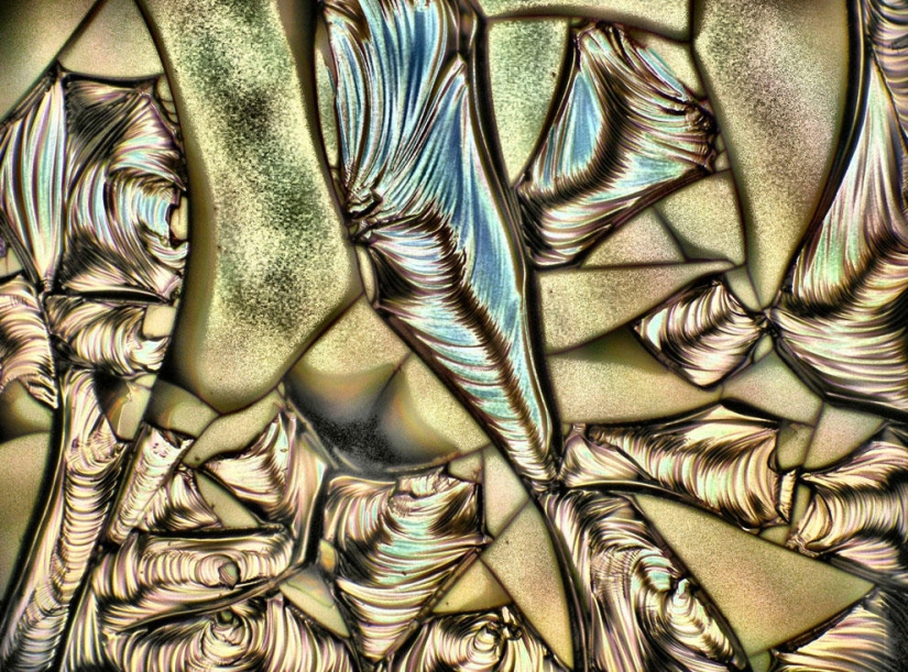 Concurso de fotomicrografía Nikon Small World 2023: 16 imágenes sorprendentes tomadas por científicos