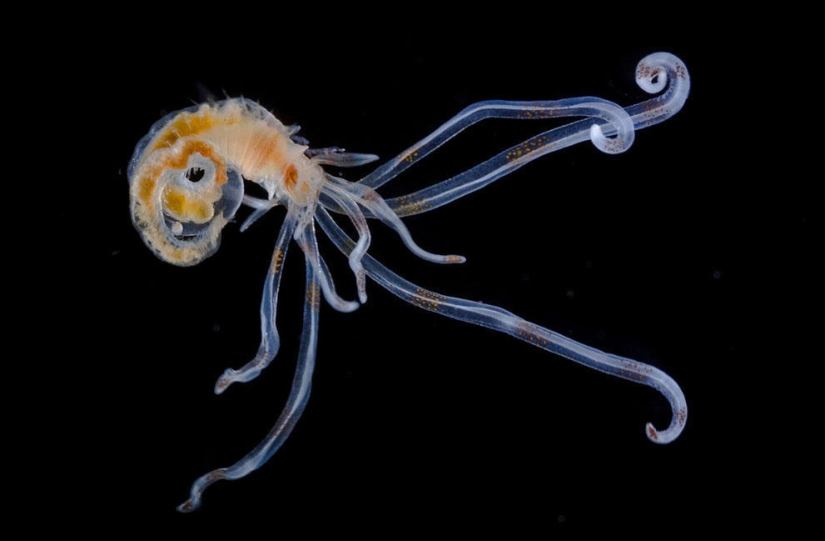 Concurso de fotomicrografía Nikon Small World 2023: 16 imágenes sorprendentes tomadas por científicos