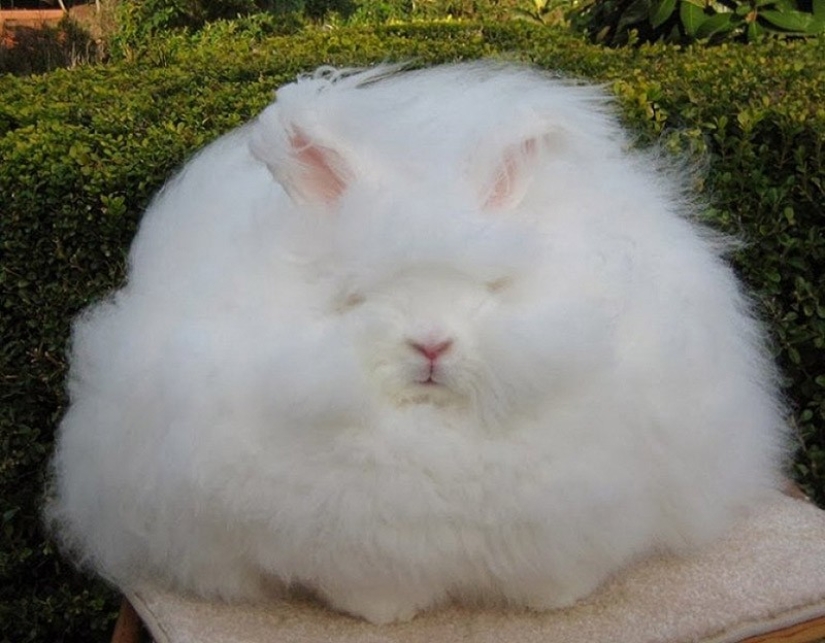 Conejo de angora - el más esponjoso del mundo Conejo de angora - el más esponjoso del mundo