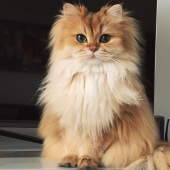 Conoce a Smoothie, el gato más fotogénico del mundo