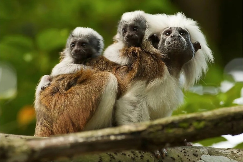Conozca a 12 increíbles héroes de la conservación que salvan nuestra vida silvestre de la extinción