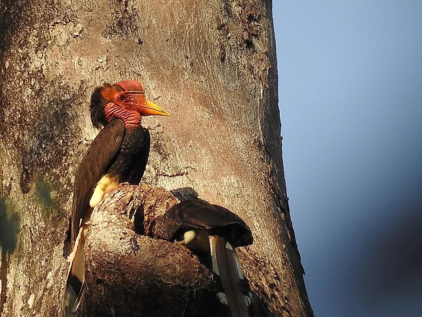 Conozca a 12 increíbles héroes de la conservación que salvan nuestra vida silvestre de la extinción