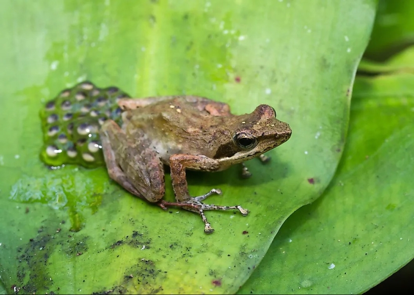 Conozca a 12 increíbles héroes de la conservación que salvan nuestra vida silvestre de la extinción
