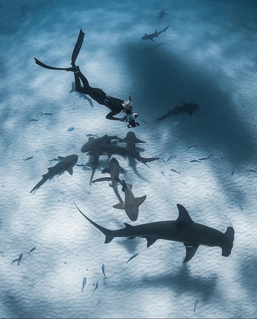 Conozca a 12 increíbles héroes de la conservación que salvan nuestra vida silvestre de la extinción